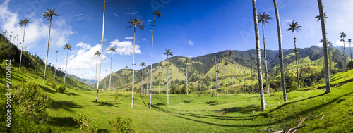 Cuadros en Lienzo Cocora valley with giant wax palms near Salento, Colombia
