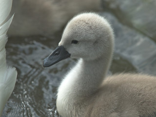 Canvas Print - Cygnet