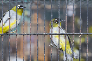 Birds at the Pasar Ngasem Market in Yogyakarta, Central Java, In