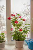 Fototapeta Tulipany - Герань на окне