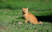 Tame Yellow Cat In Green Grass.