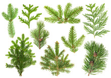 Set Of Coniferous Tree Branches. Spruce, Pine, Thuja, Fir