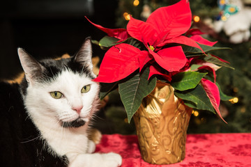 Christmas cat relaxing by the fire.