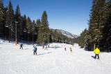 Fototapeta Las - Skiers and snowboarders enjoying good snow