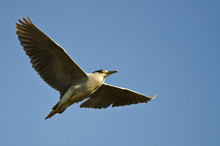 Black-Crowned Night-Heron Flying In A Blue Sky