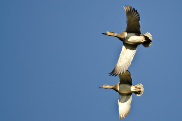 Poster - Pair of Gadwall Flying in a Blue Sky