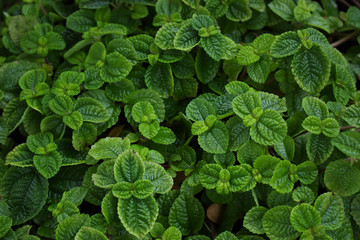 mints growing in the vegetable garden