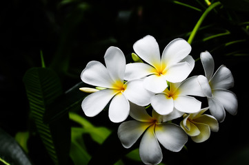 Beautiful Closeup of Plumeria or Frangipani or Temple Tree or Pagoda Tree Flowers