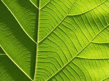 Green Leaf Texture ( Teak Leaf )