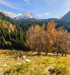 Wall Mural - Beautiful landscape - autumn forest and mountain peaks covered with snow, Almaty, Kazakhstan.