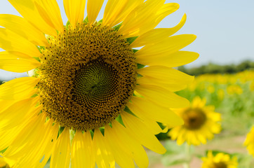Wall Mural - sunflower