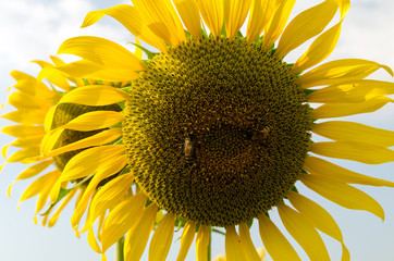 Wall Mural - sunflower