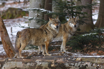 Obraz na płótnie europa zwierzę ssak wilk dorosły