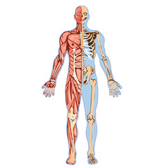 human body