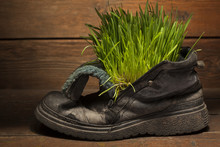 Green Grass In Grunge Boot