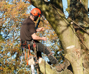 Wall Mural - Tree surgeon hanging from a branch of a large tree whilst felling it.