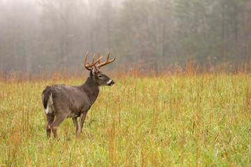 Canvas Print - White-tailed deer buck in rain