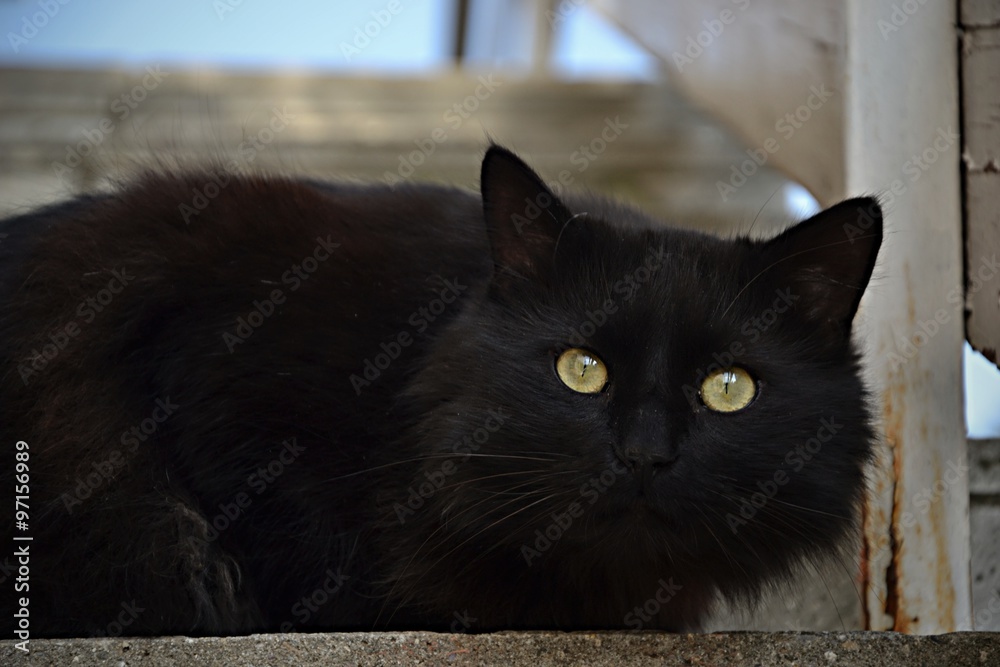 černá a mexická kočička