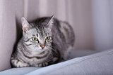 Fototapeta Koty - Beautiful cat on light background