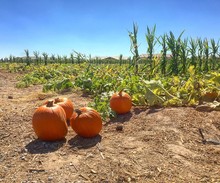 Pumpkins And Corn On A Orchard