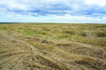 Field with cut ears of wheat close up