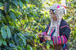 © karnstocks - worker tribal dress were harvesting ripe coffee bean