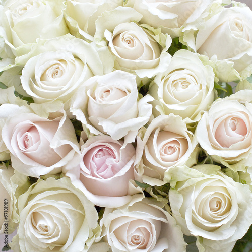 Naklejka dekoracyjna White and Pale Pink Roses