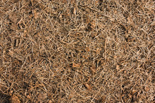 Dry Pine Needles Background