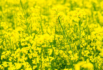 Wall Mural - flowers of oil in rapeseed field