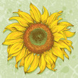 Hand drawn sunflower head isolated on textured background