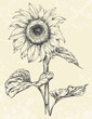 Hand drawn sunflower with leaves ans stem isolated on textured background