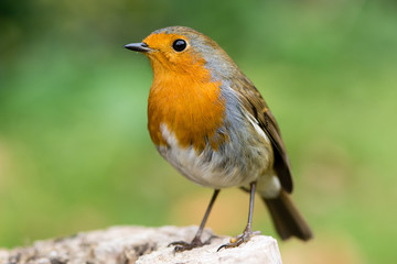 Wall Mural - robin (erithacus rubecula) filling the frame in profile with particularly striking orange breast and