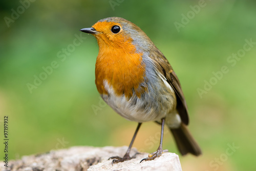 Robin (Erithacus rubecula) filling the frame in profile with particularly striki Poster