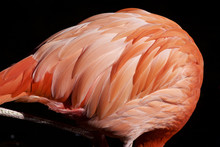 Feather Of A Flamingo
