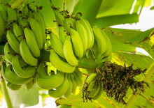 Bunch Of Green Bananas On Tree From Below