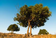 View Carob Against The Blue Sky. Cyprus