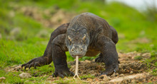 Komodo Dragon Is On The Ground. Interesting Perspective. The Low Point Shooting. Indonesia. Komodo National Park. An Excellent Illustration.