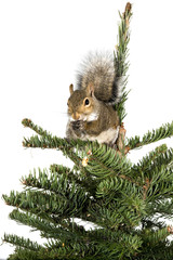 Wall Mural - American gray squirrel on top of a spruce tree