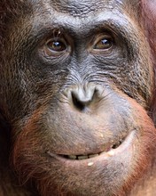 Orangutan Portrait. A Portrait Of The Young Orangutan On A Nickname Ben. Close Up At A Short Distance. Bornean Orangutan (Pongo Pygmaeus) In The Wild Nature.