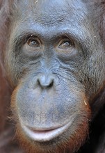 Orangutan Portrait. A Portrait Of The Young Orangutan On A Nickname Ben. Close Up At A Short Distance. Bornean Orangutan (Pongo Pygmaeus) In The Wild Nature.