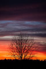Wall Mural - tree silhouette and beautiful sunset clouds