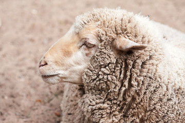 Wall Mural - woolly sheep in zoo summer day