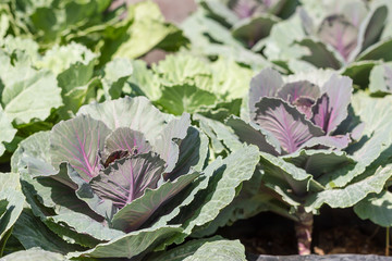 Wall Mural - Young Purple cabbage in garden