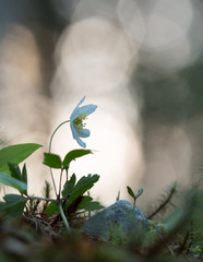 Wall Mural - Wood anemone, Anemone nemorosa, reflections in the background