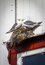 Gulls Nest On A Window, Norway