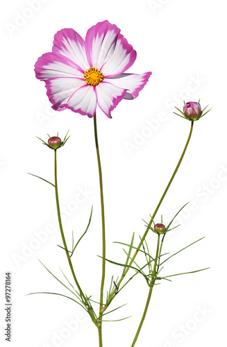 Fleur De Cosmos Rose Et Blanc Buy This Stock Photo And