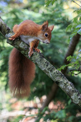 Red squirrel (Sciurus vulgaris)