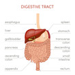 Digestive tract vector