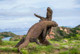 Fototapeta  - Komodo Dragons are fighting each other. Very rare picture. Indonesia. Komodo National Park. 