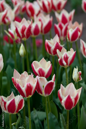Nowoczesny obraz na płótnie tulips